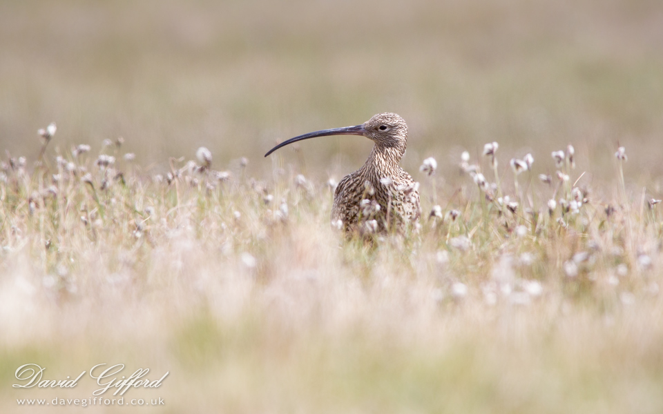 Photo: Curlew