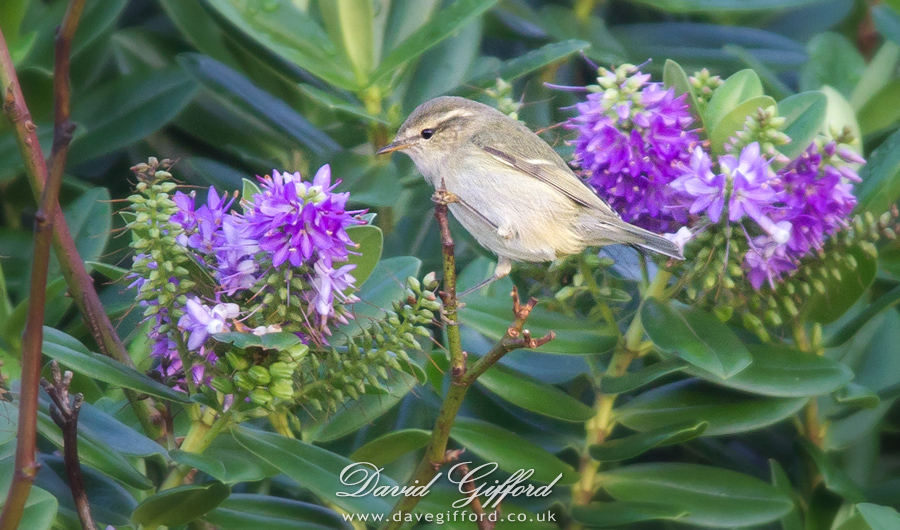 Photo: Hume’s Warbler