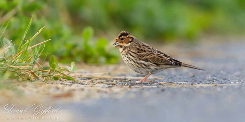 Photo: Little Bunting