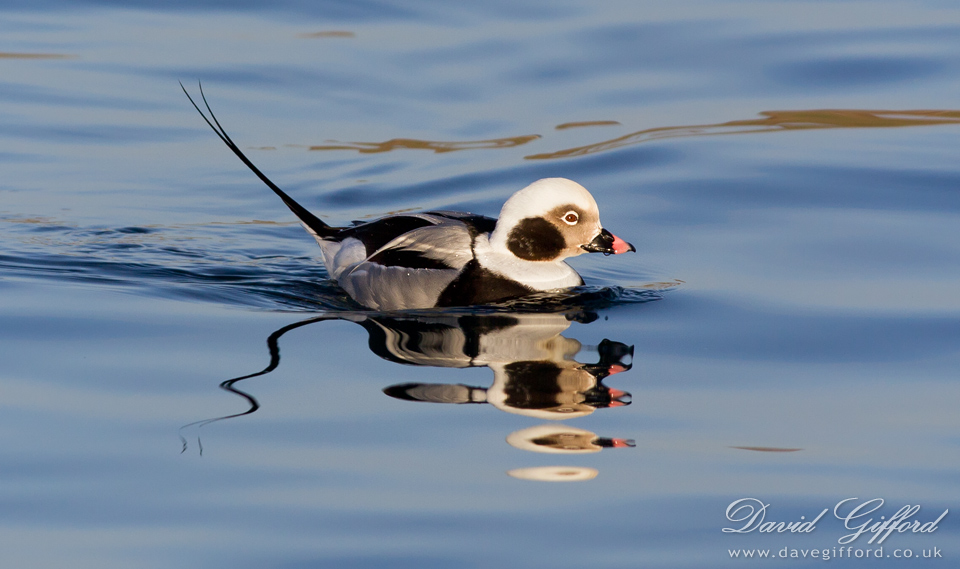 Photo: Long-tailed Duck