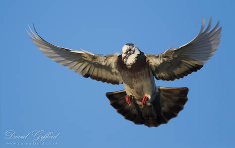 Pigeon in Flight (2)