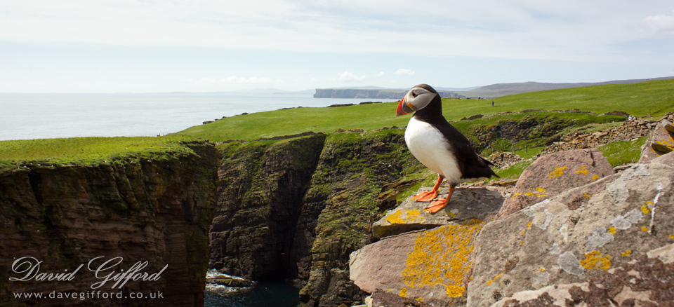 Photo: Puffin at Noss