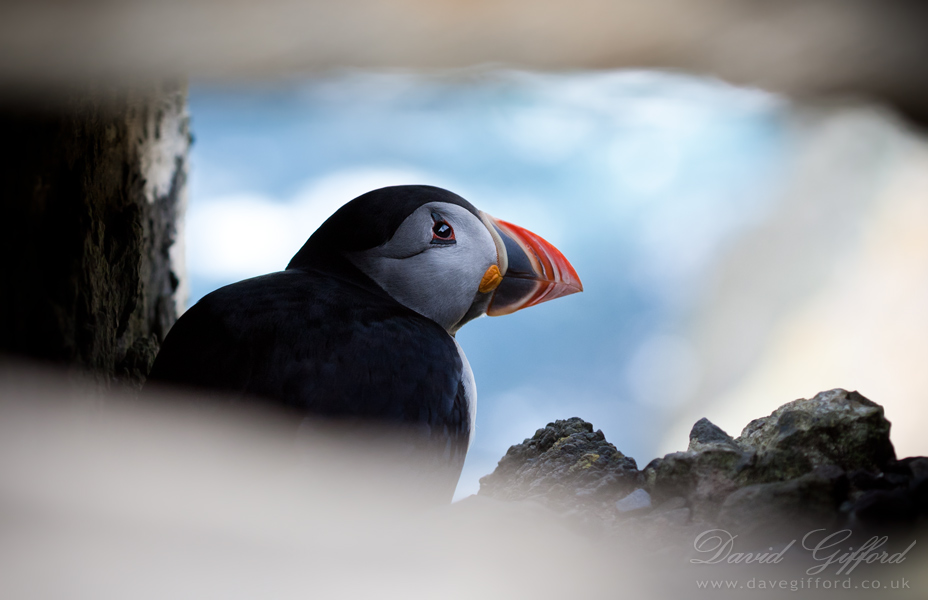 Photo: Puffin View