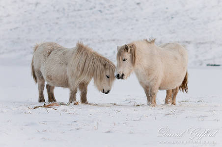 Shetland Ponies in the Snow