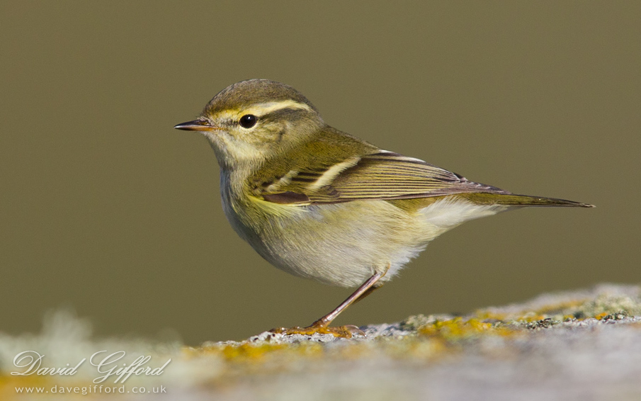Photo: Yellow-browed Warbler