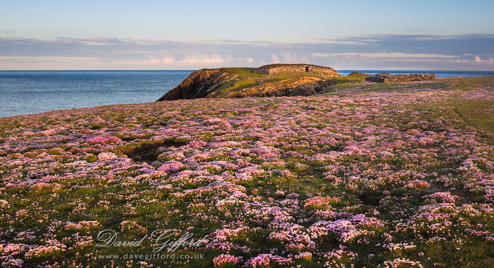 Photo: A Carpet of Seapinks