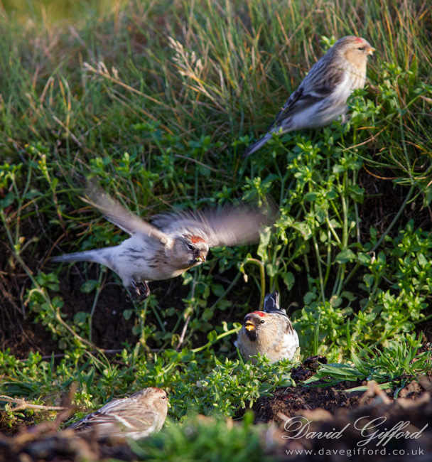 Hornemann's Arctic Redpoll flock