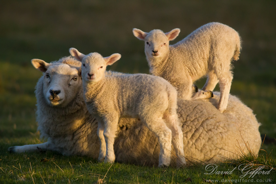 Photo: Lambs