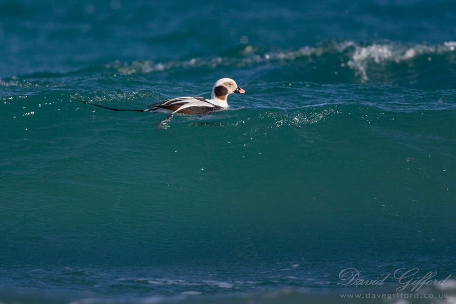 Photo: Long-tailed Duck Riding the Surf