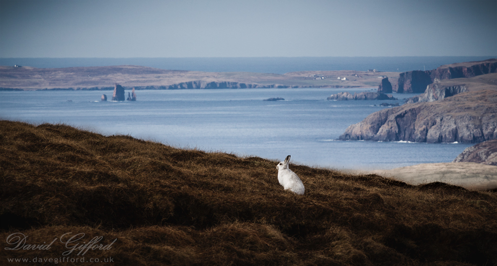 Photo: Mountain Hare in the Shetland Landscape