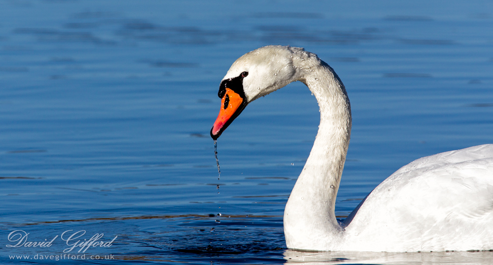 Photo: Mute Swan