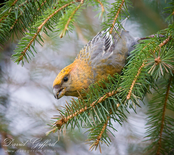 Photo: Pine Grosbeak
