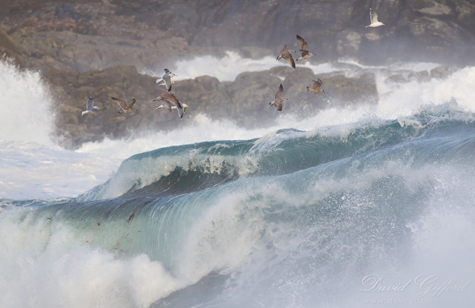 Photo: Gulls Over Waves