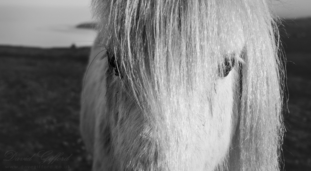 Photo: Shetland Pony