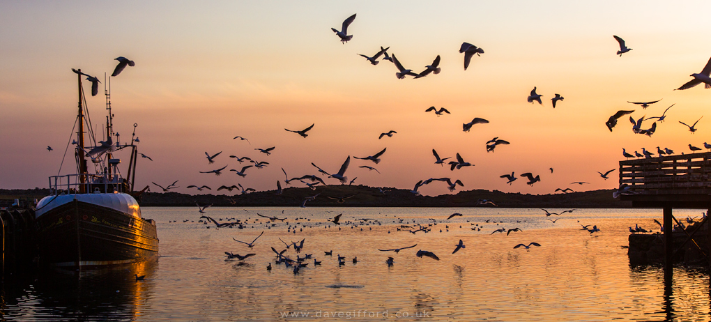 Photo: Gulls in the Sunset
