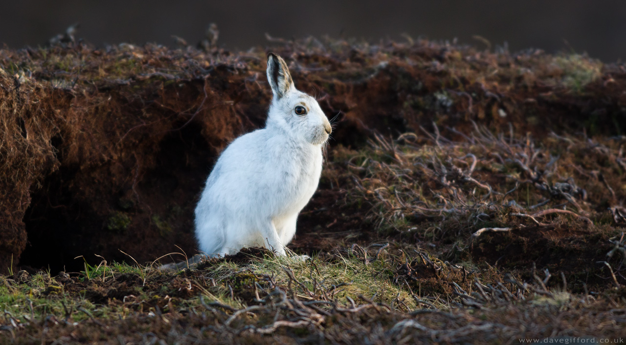 Photo: Mountain  Hare