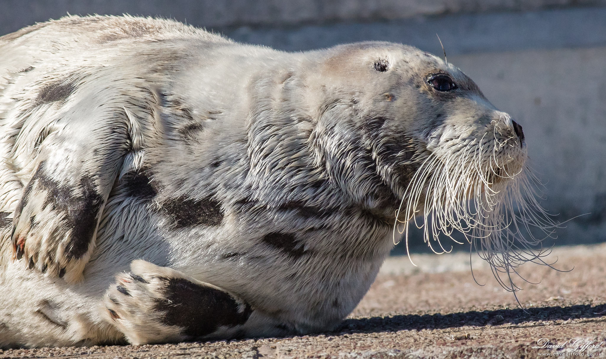 Photo: Bearded Seal
