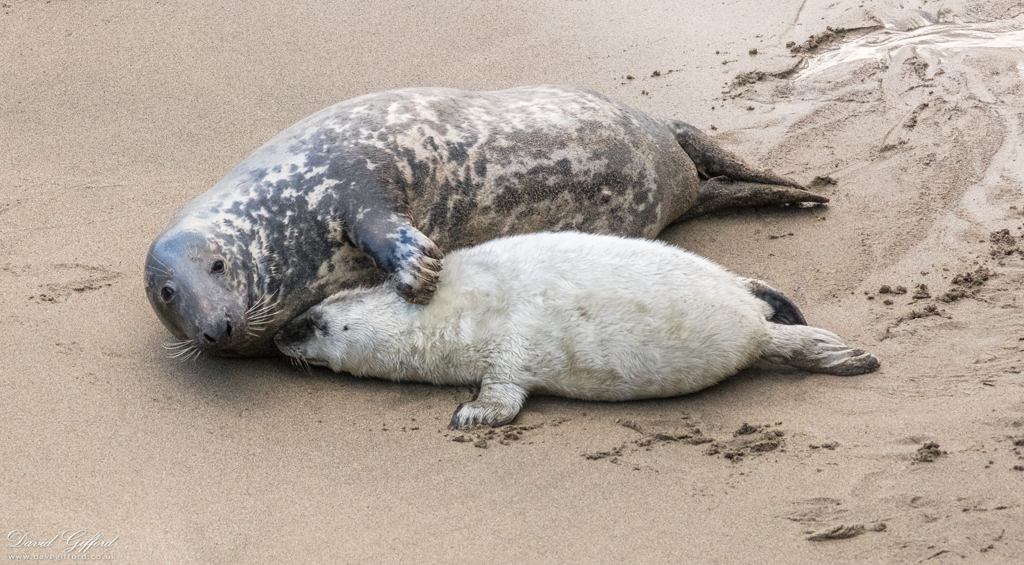 Photo: Grey Seal Mother and Pup