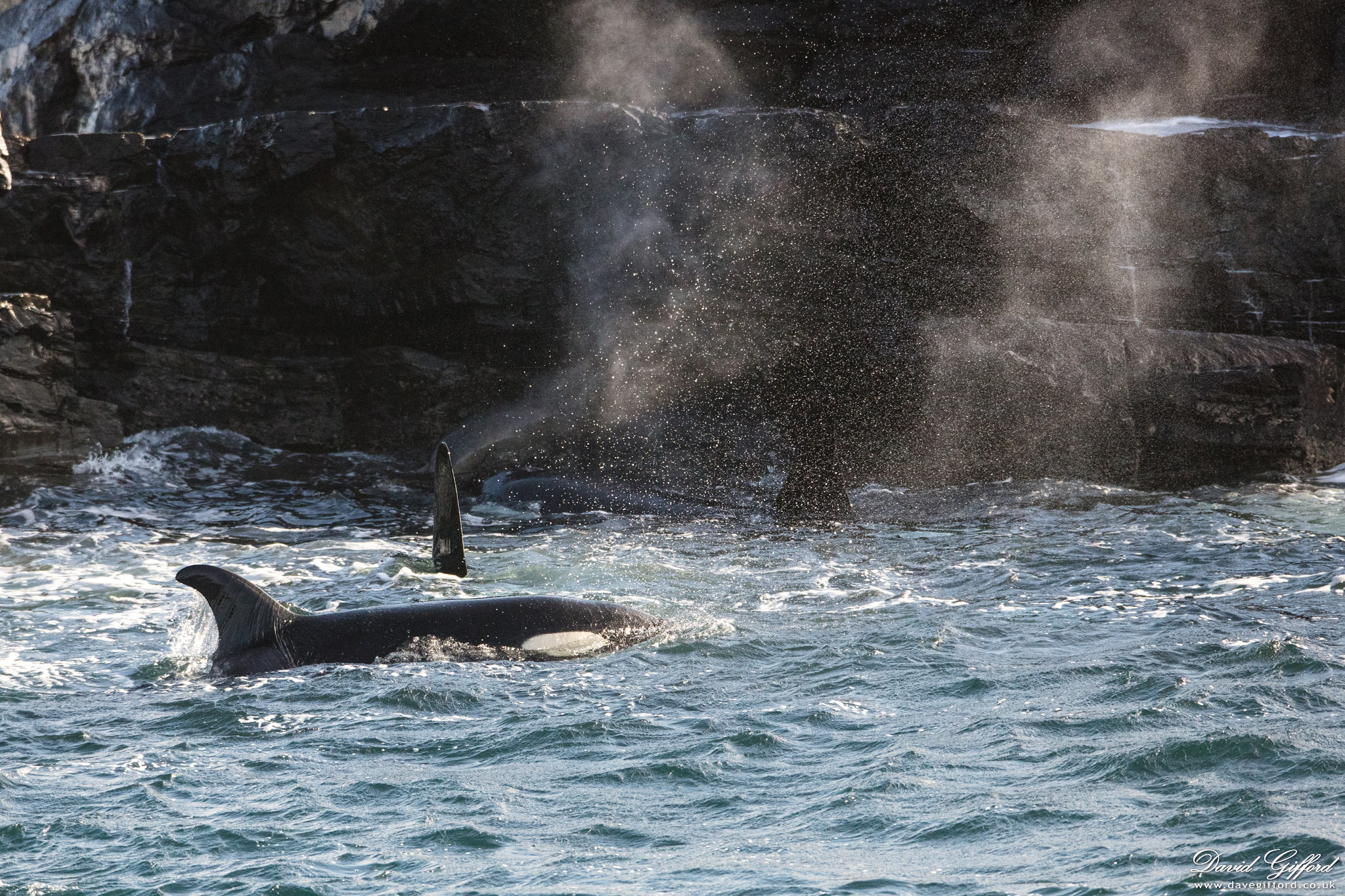 Photo: Killer Whale Hunt