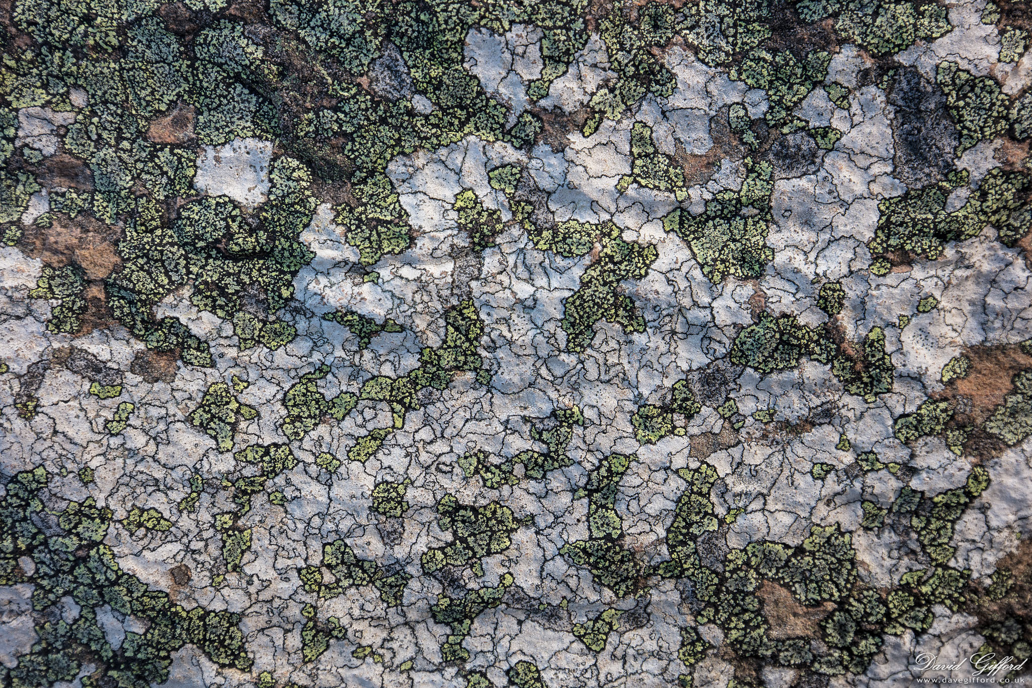 Photo: Lichen Textures