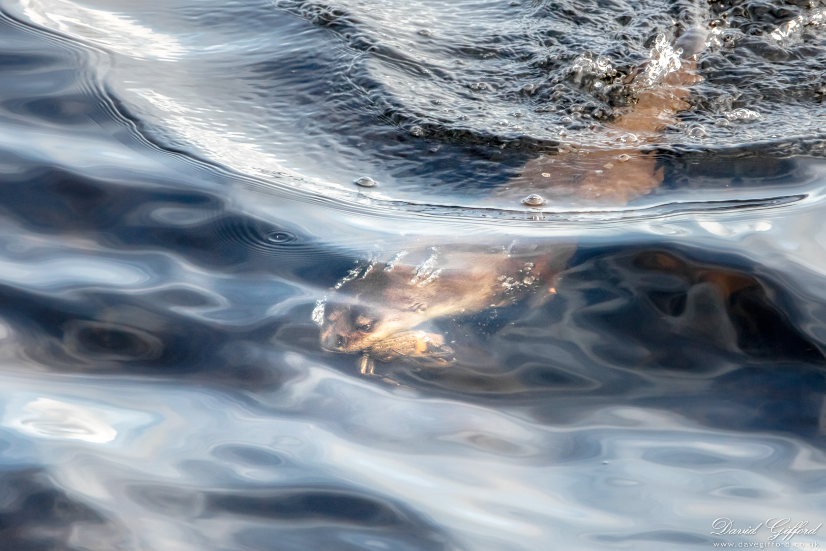 Photo: Otter Underwater