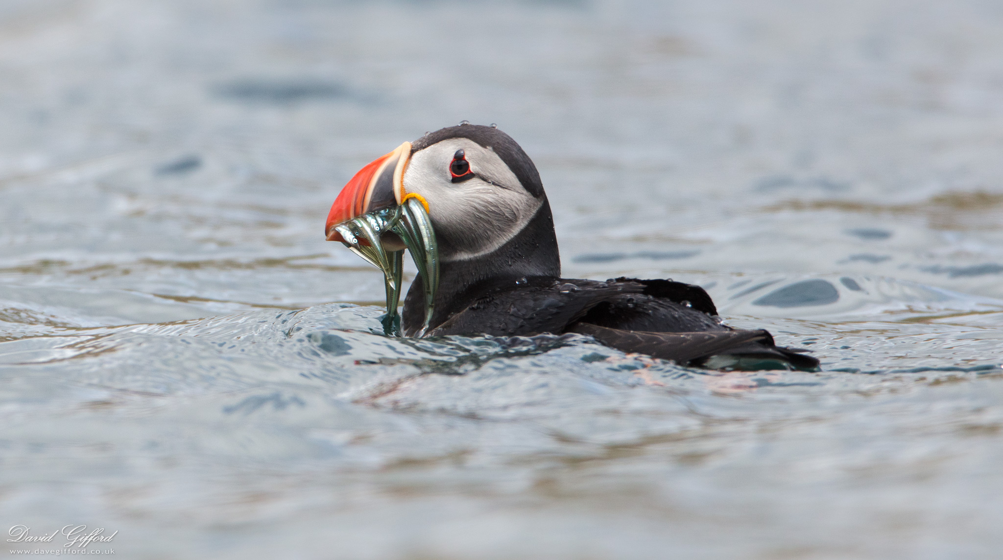 Photo: Puffin with Sandeels