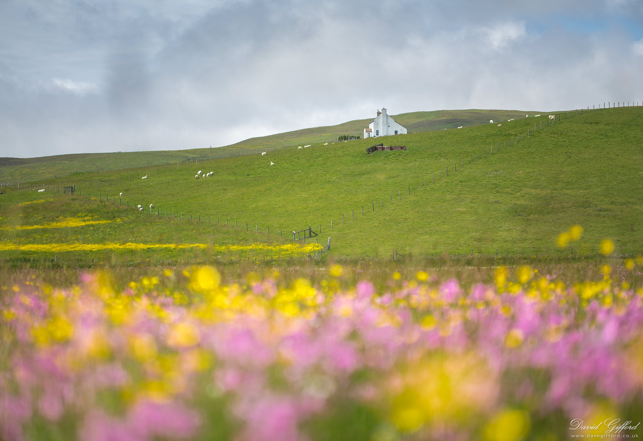 Photo: Shetland Summer Scene