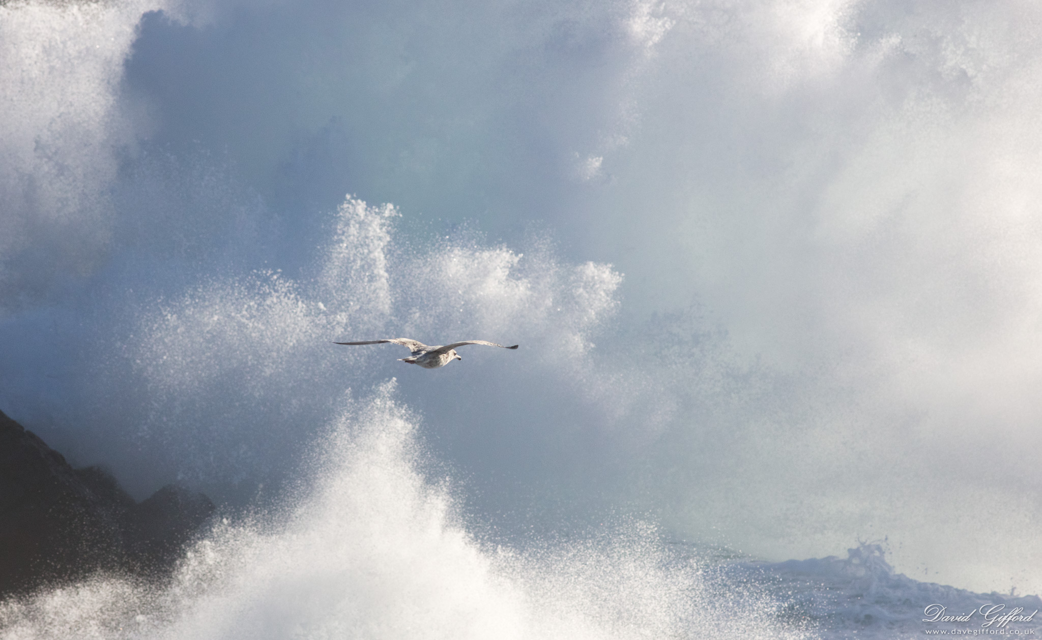 Photo: Soaring through the Storm