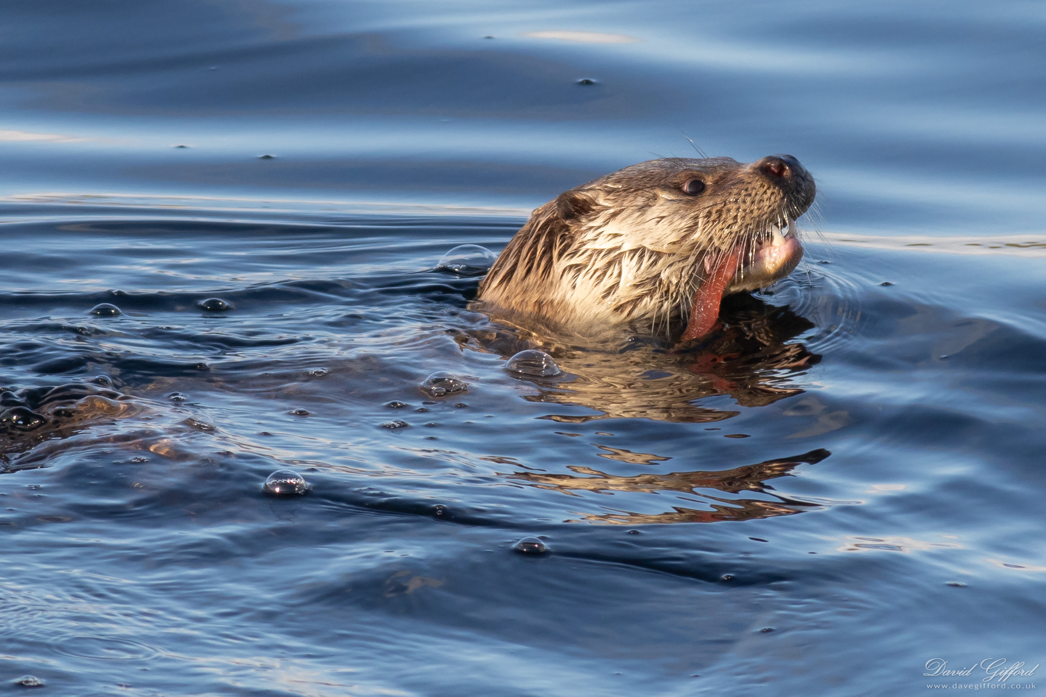 Photo: Otter with Butterfish