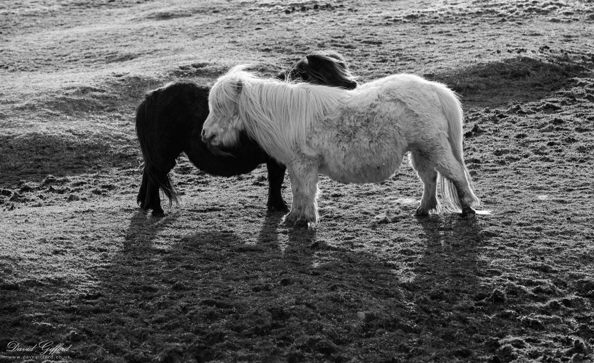 Photo: Black and White Shetland Ponies