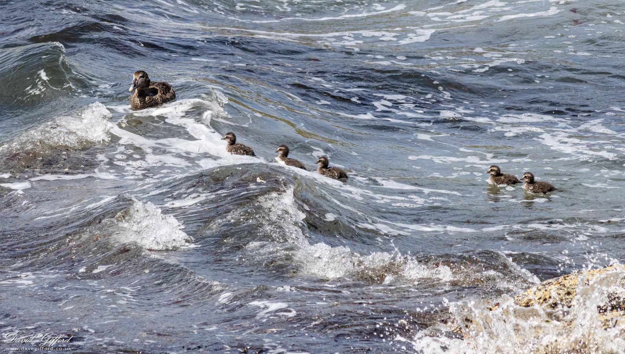 Photo: Dunter Ducklings