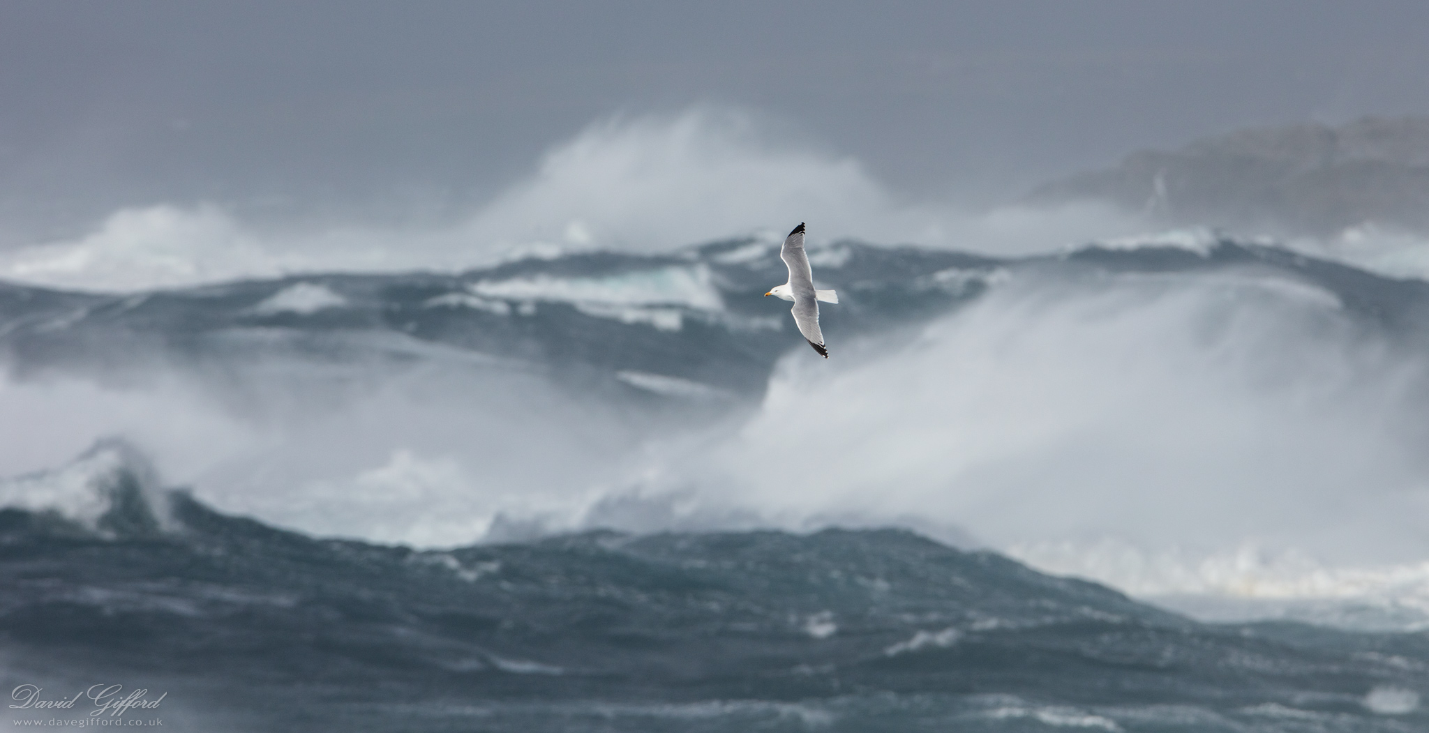 Photo: Gull in Storm
