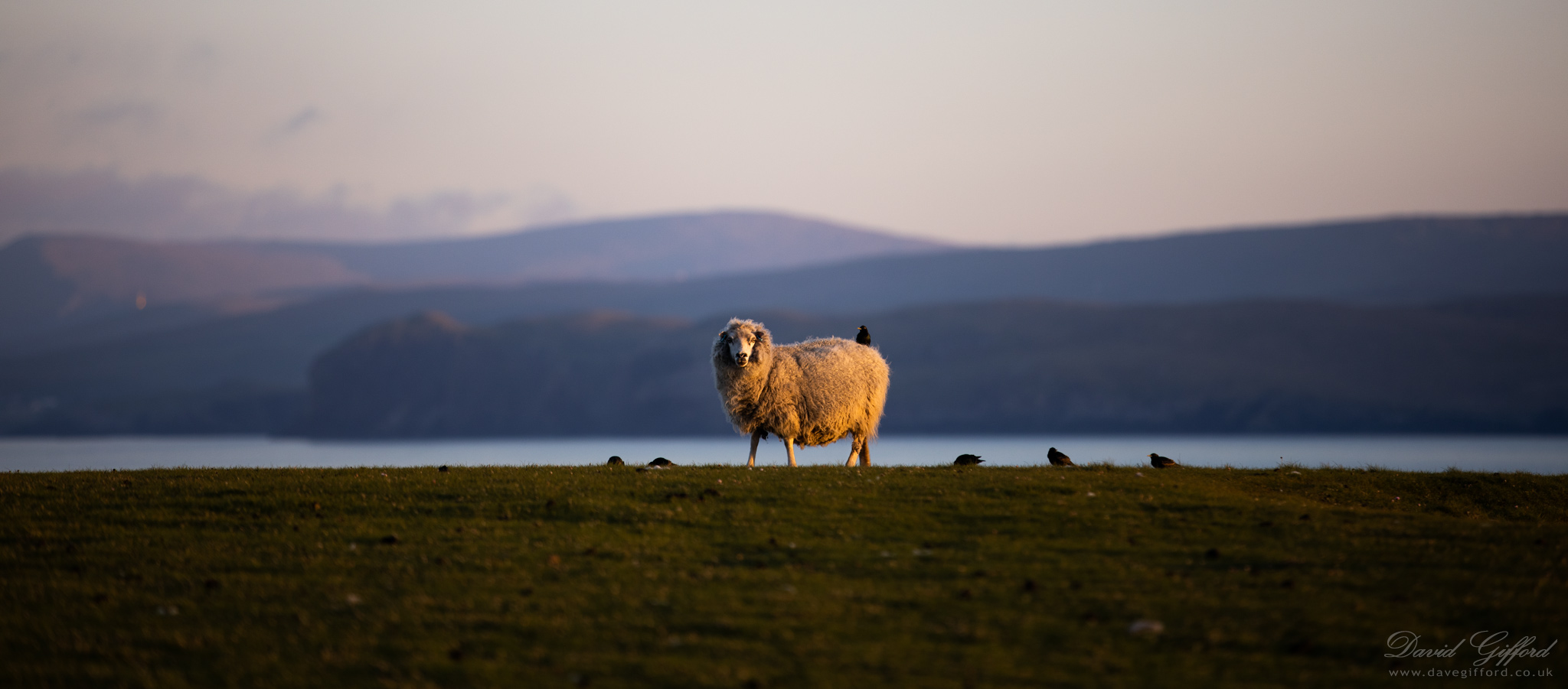 Photo: Hill Sheep II