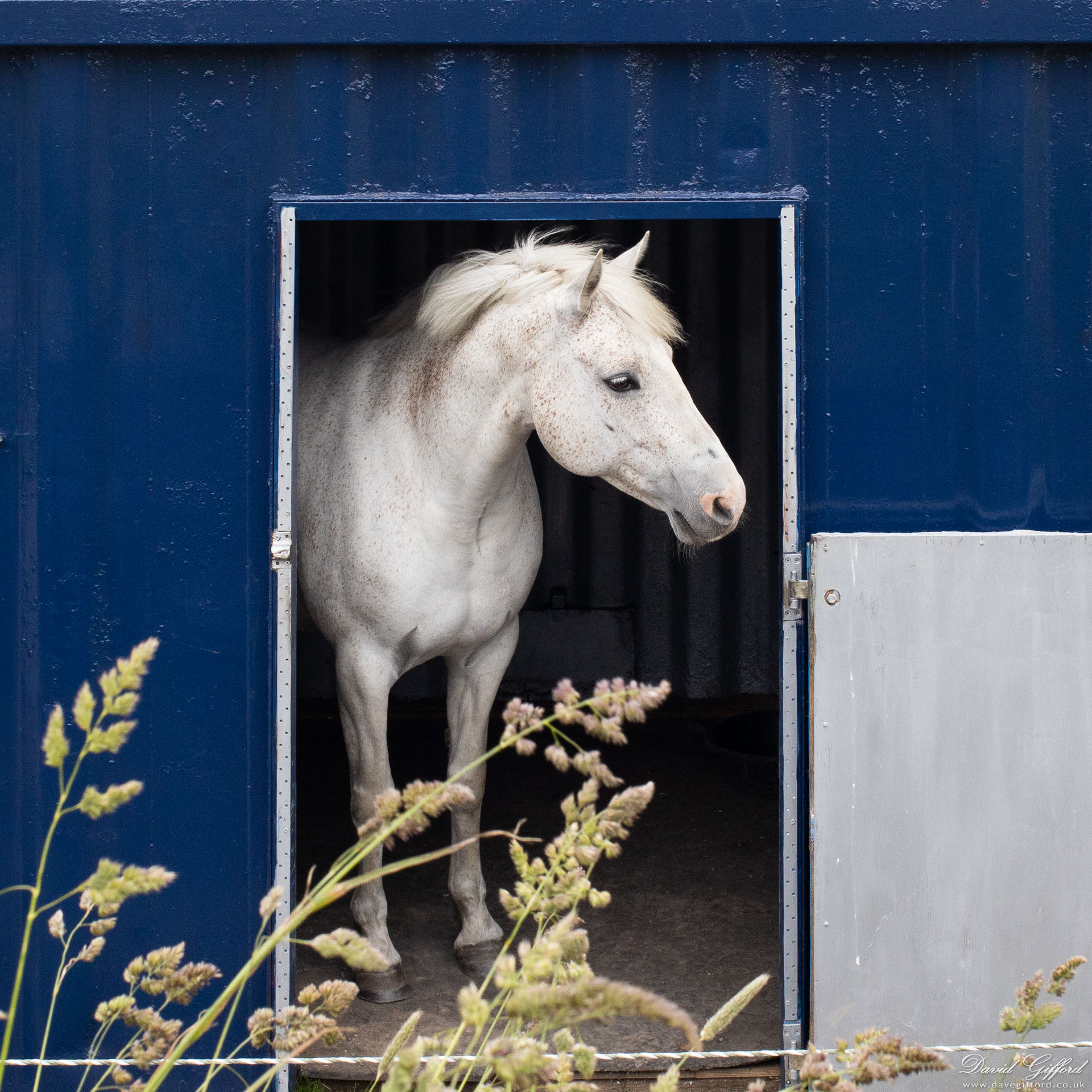 Photo: Horse Portrait