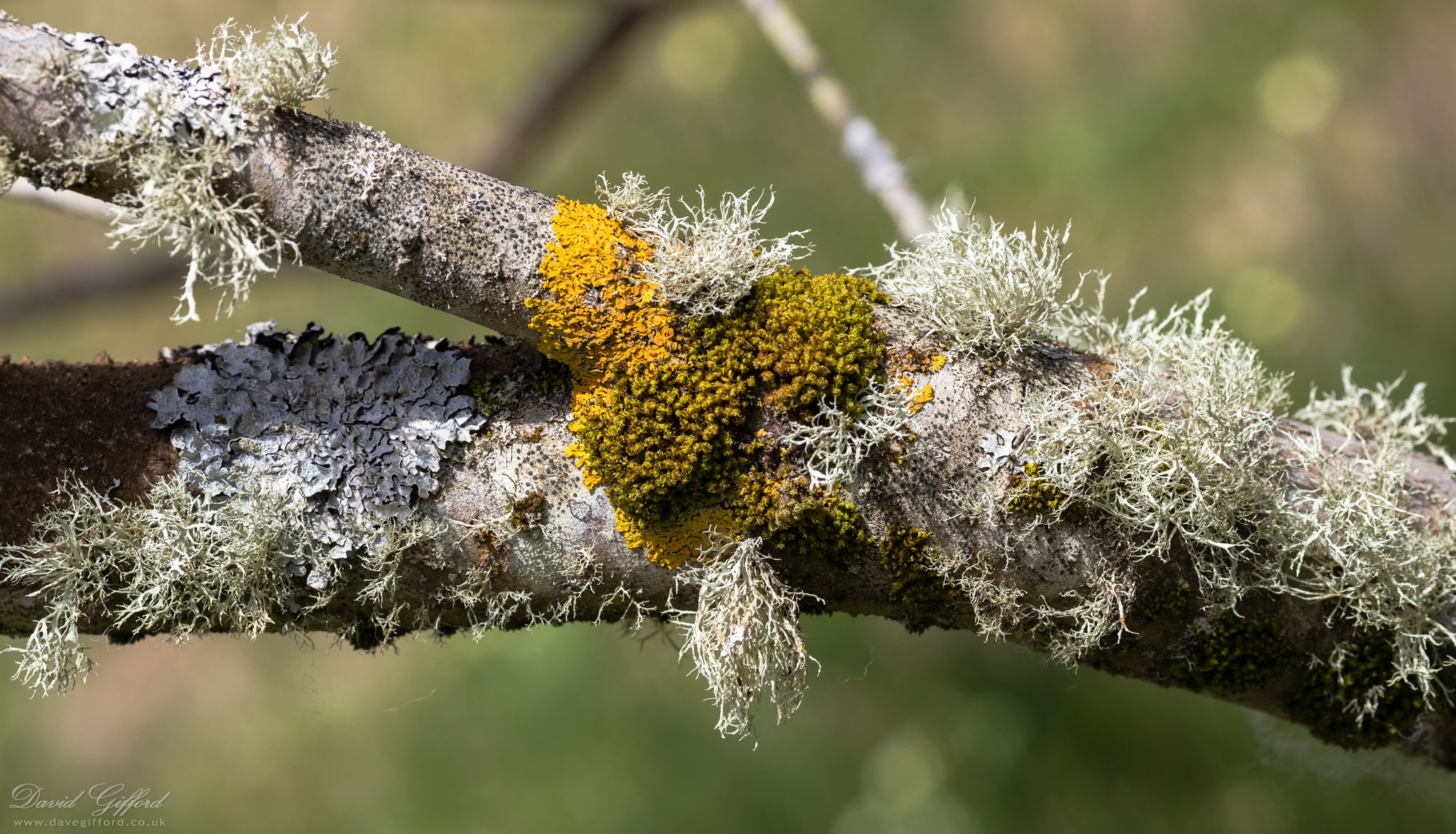 Photo: Lichen