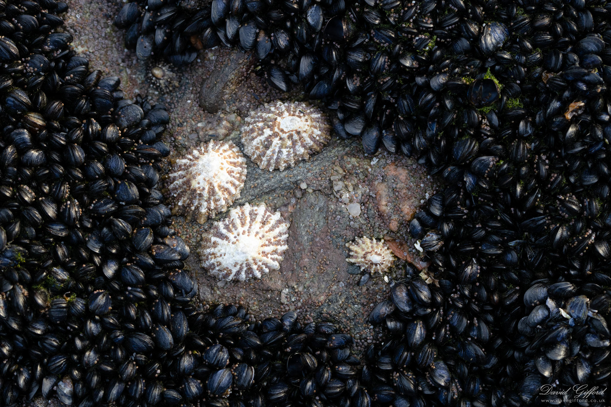 Photo: Limpet Territory