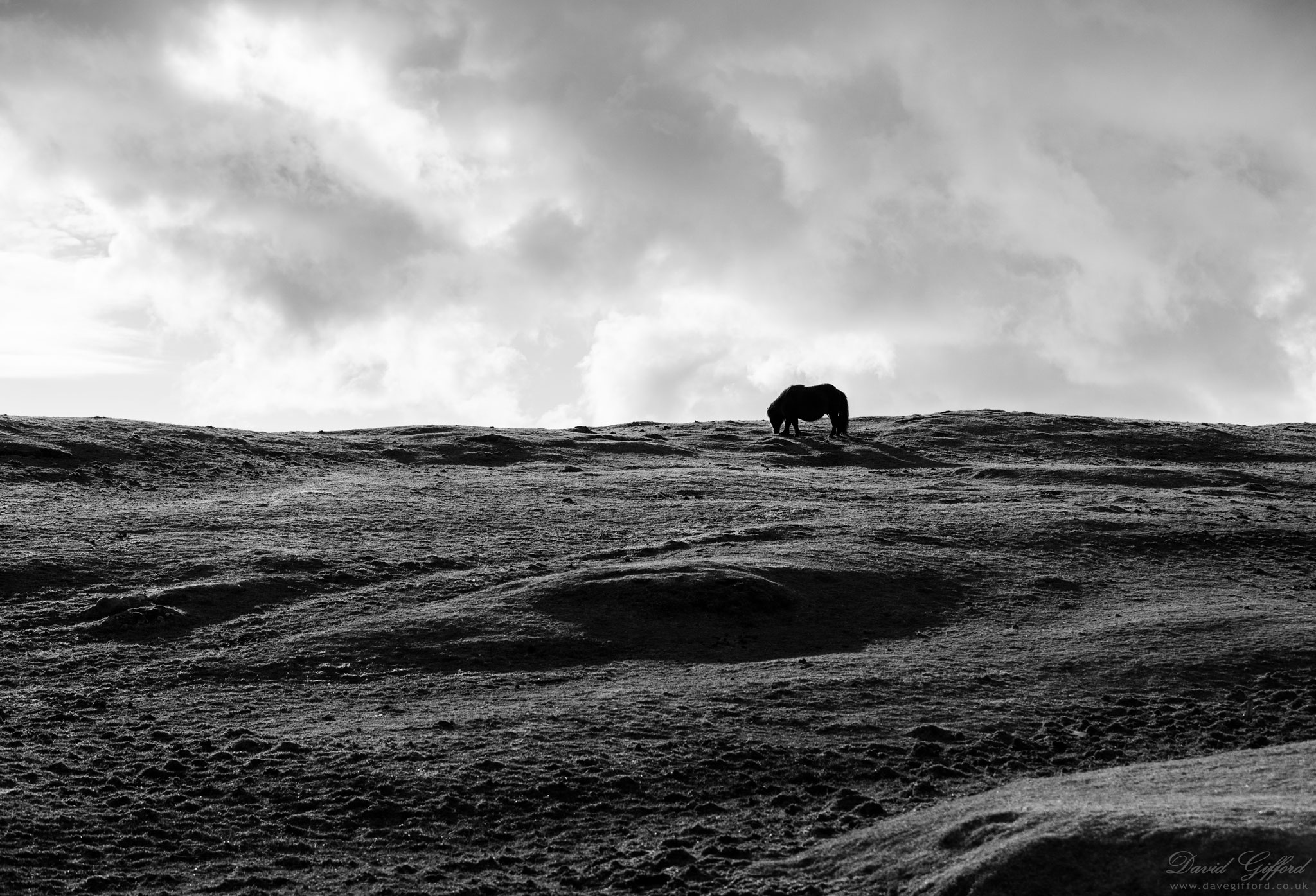 Photo: Pony on the Hill