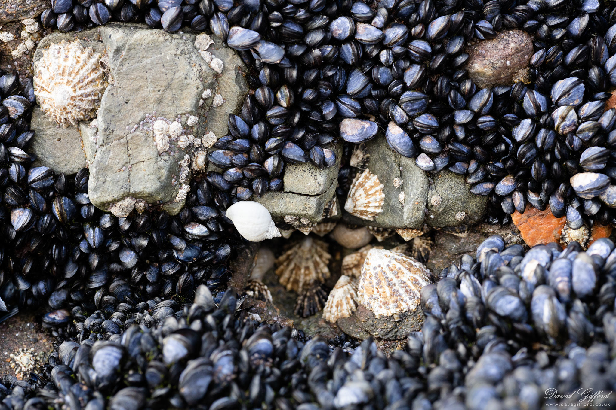 Photo: Sea Shells i da Ebb