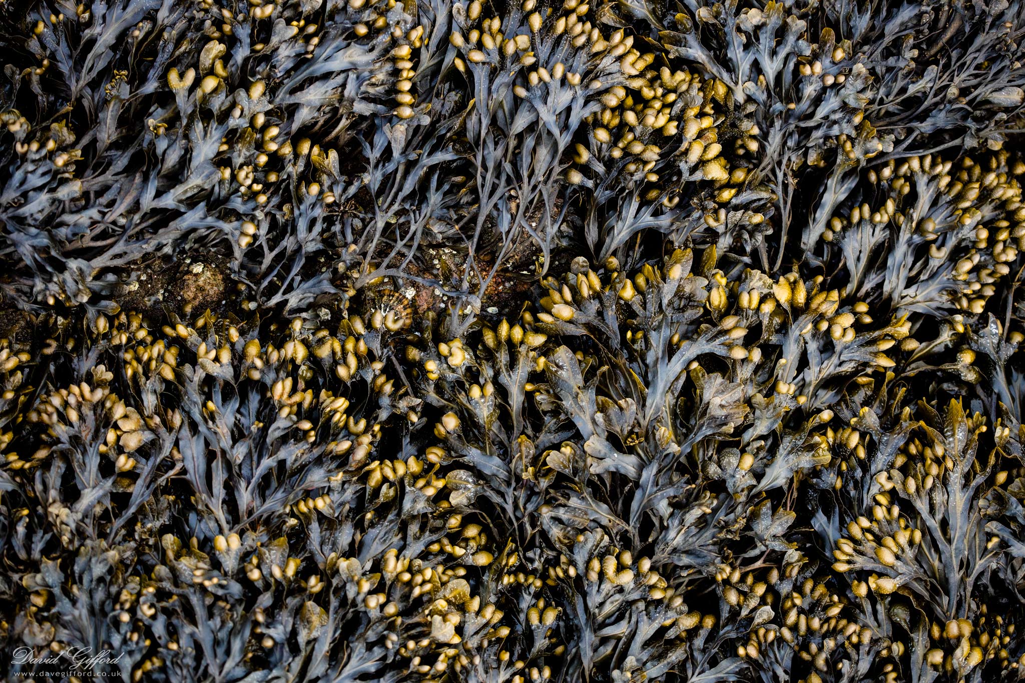 Photo: Seaweed II