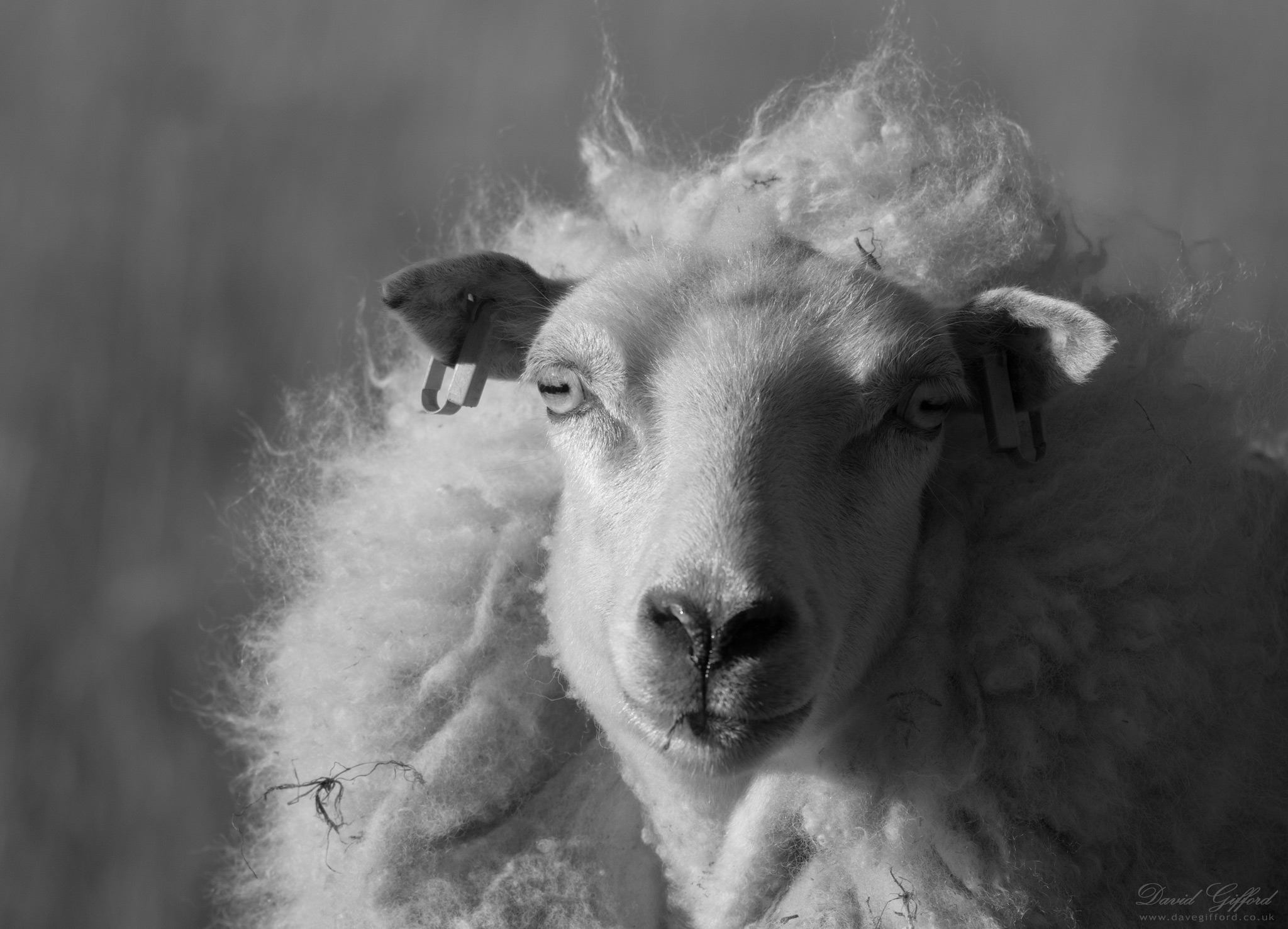 Photo: Sheep Portrait