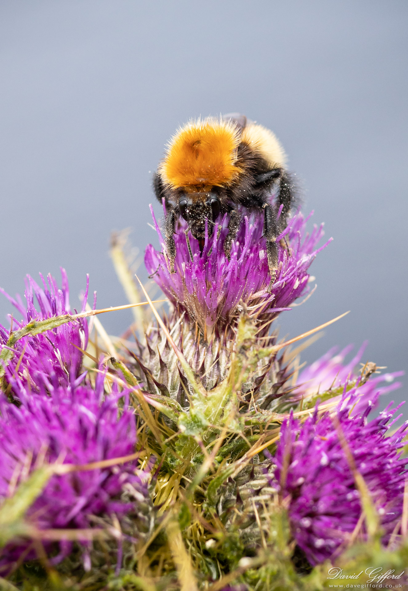 Photo: Shetland Bumblebee