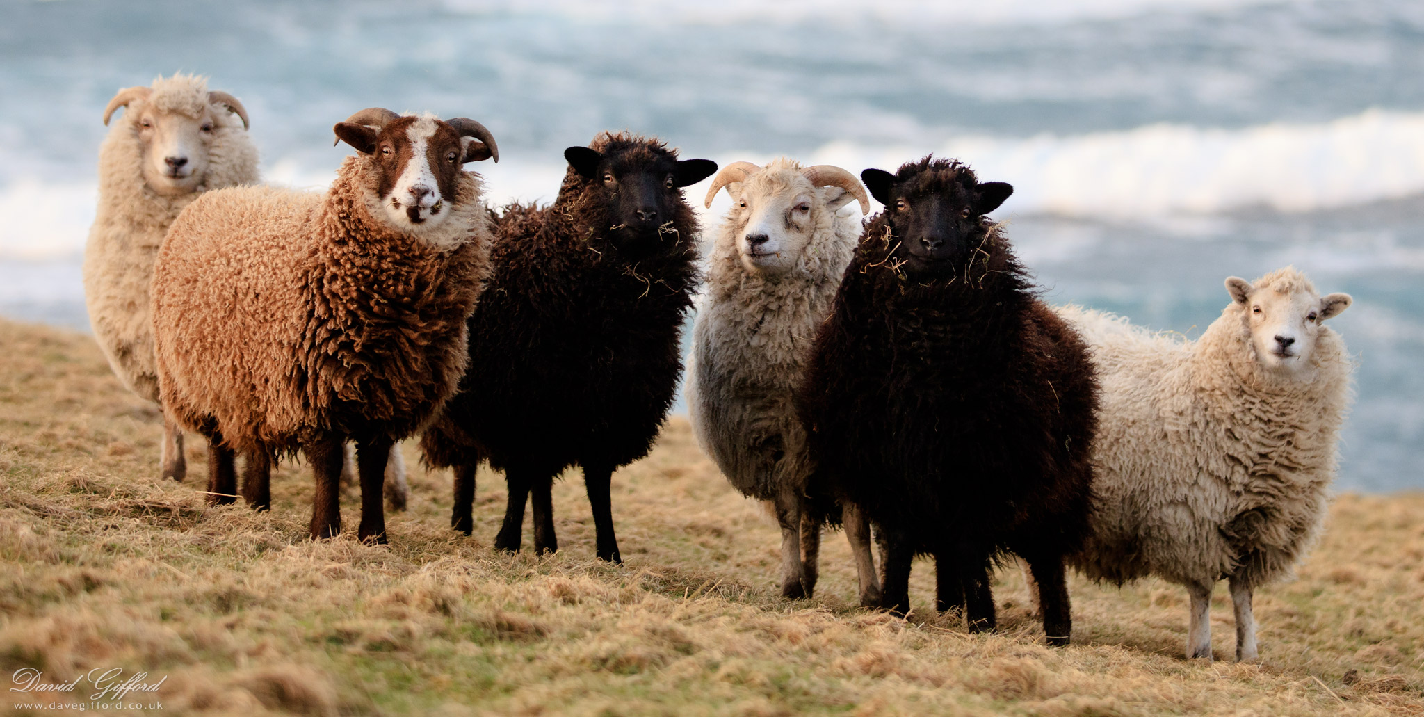 Photo: Shetland Sheep Wool Colours