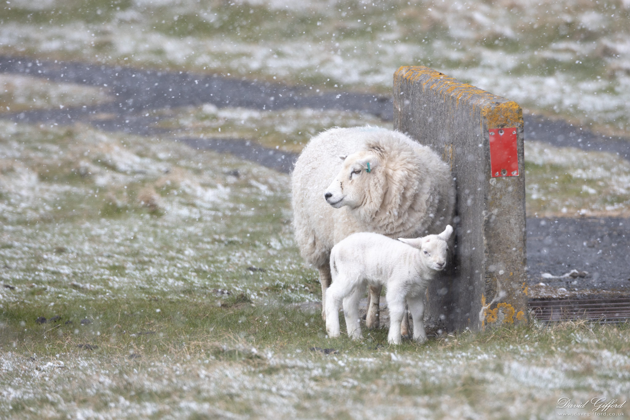 Photo: Shetland Spring Snow
