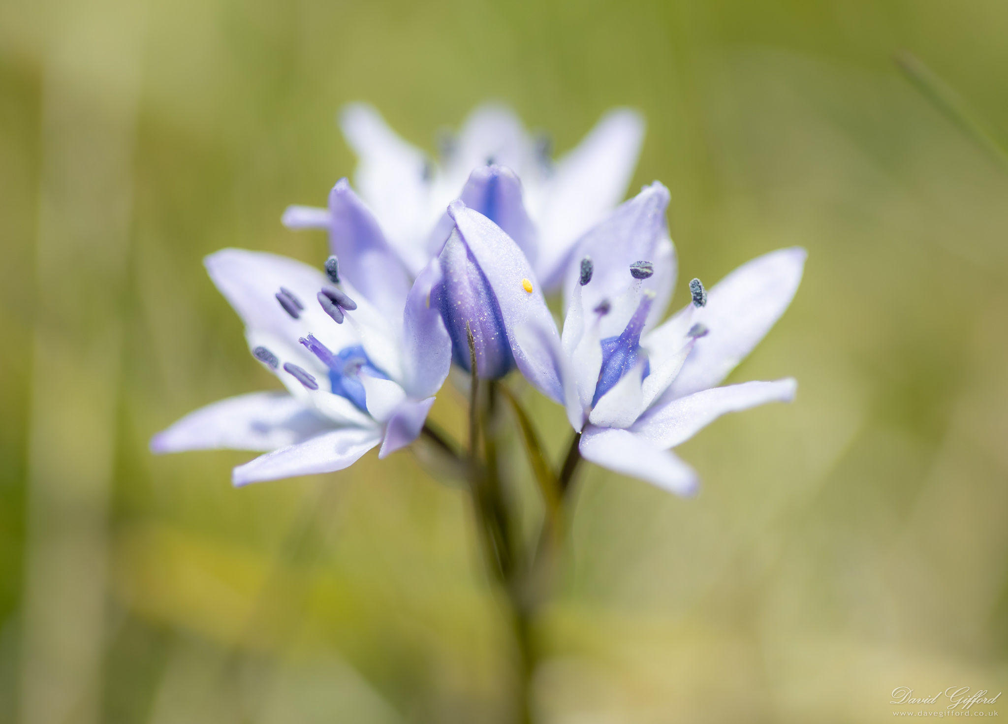 Photo: Spring Squill