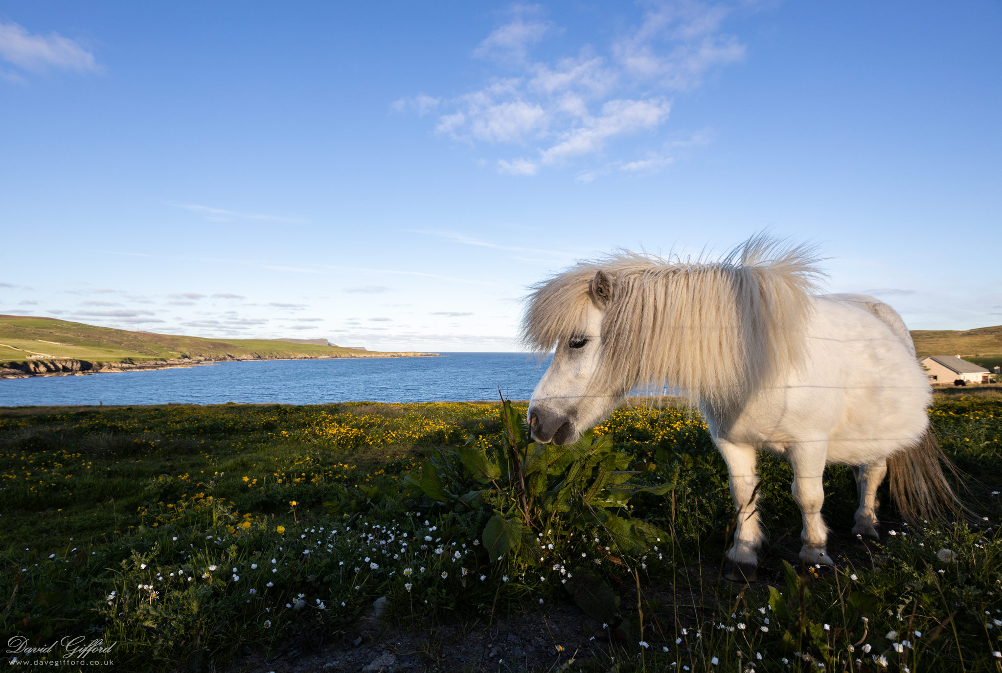 Photo: White Shetland Pony