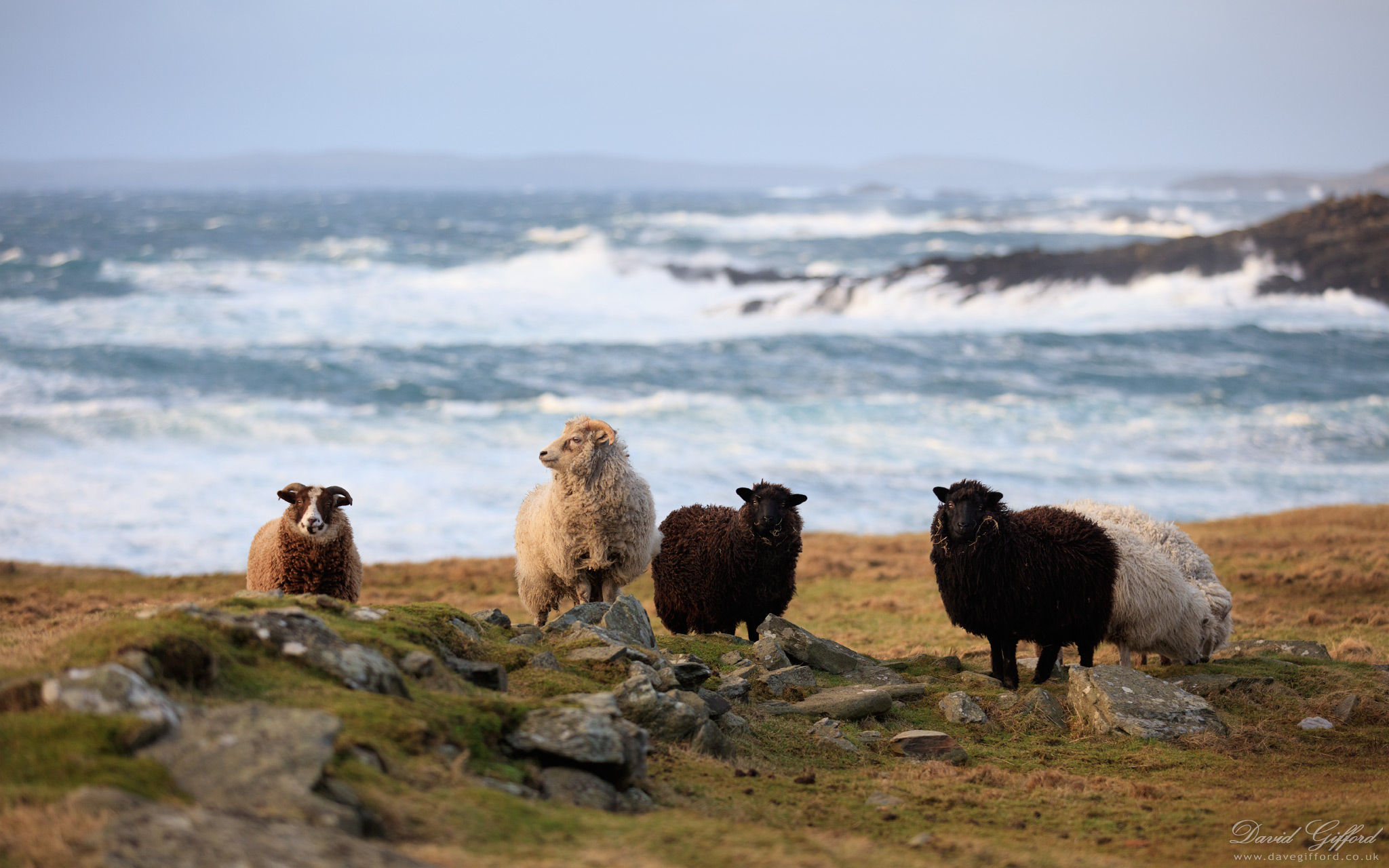 Photo: Windswept Shetland Sheep