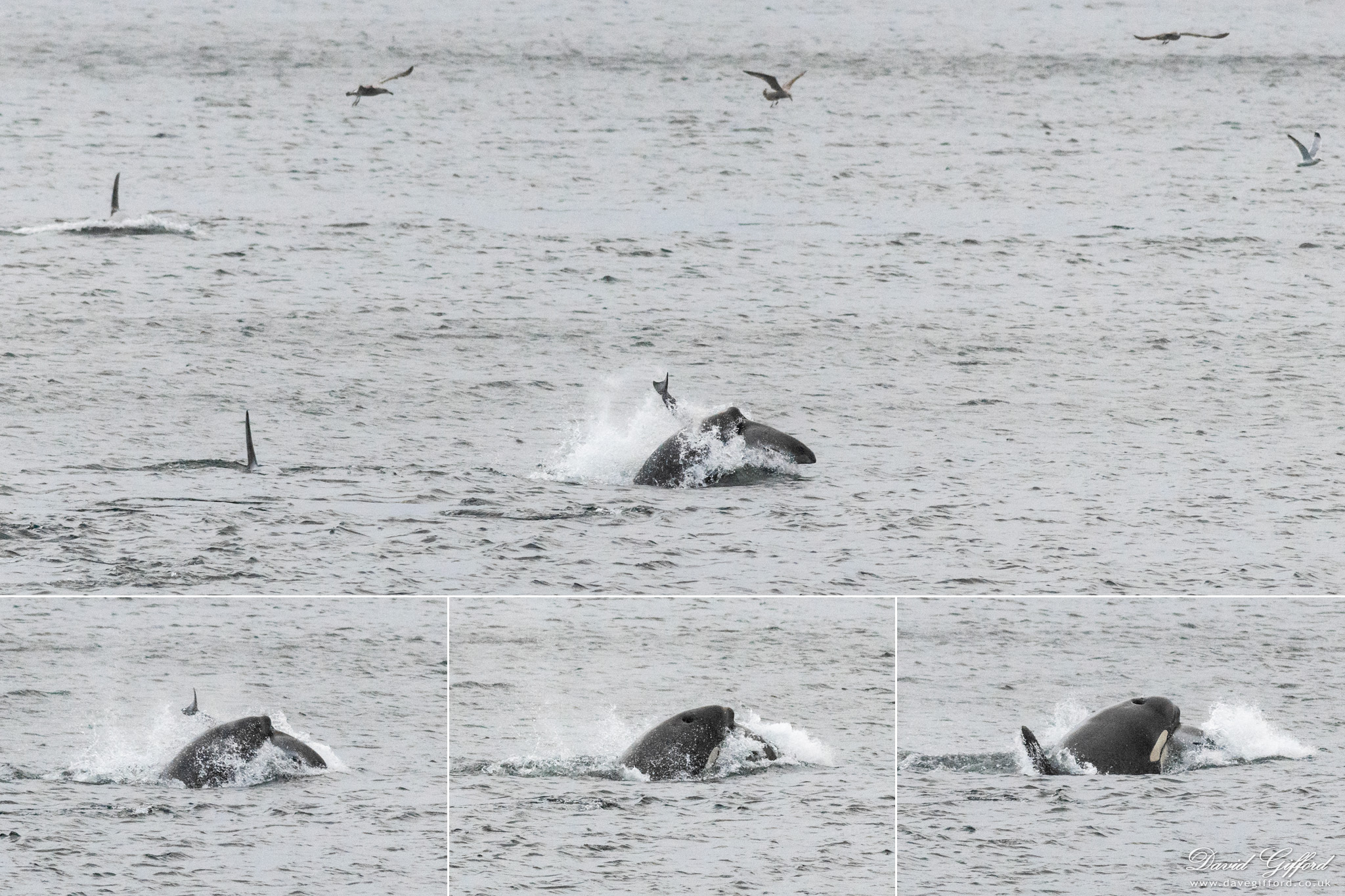 Photo: Killer Whale Kill