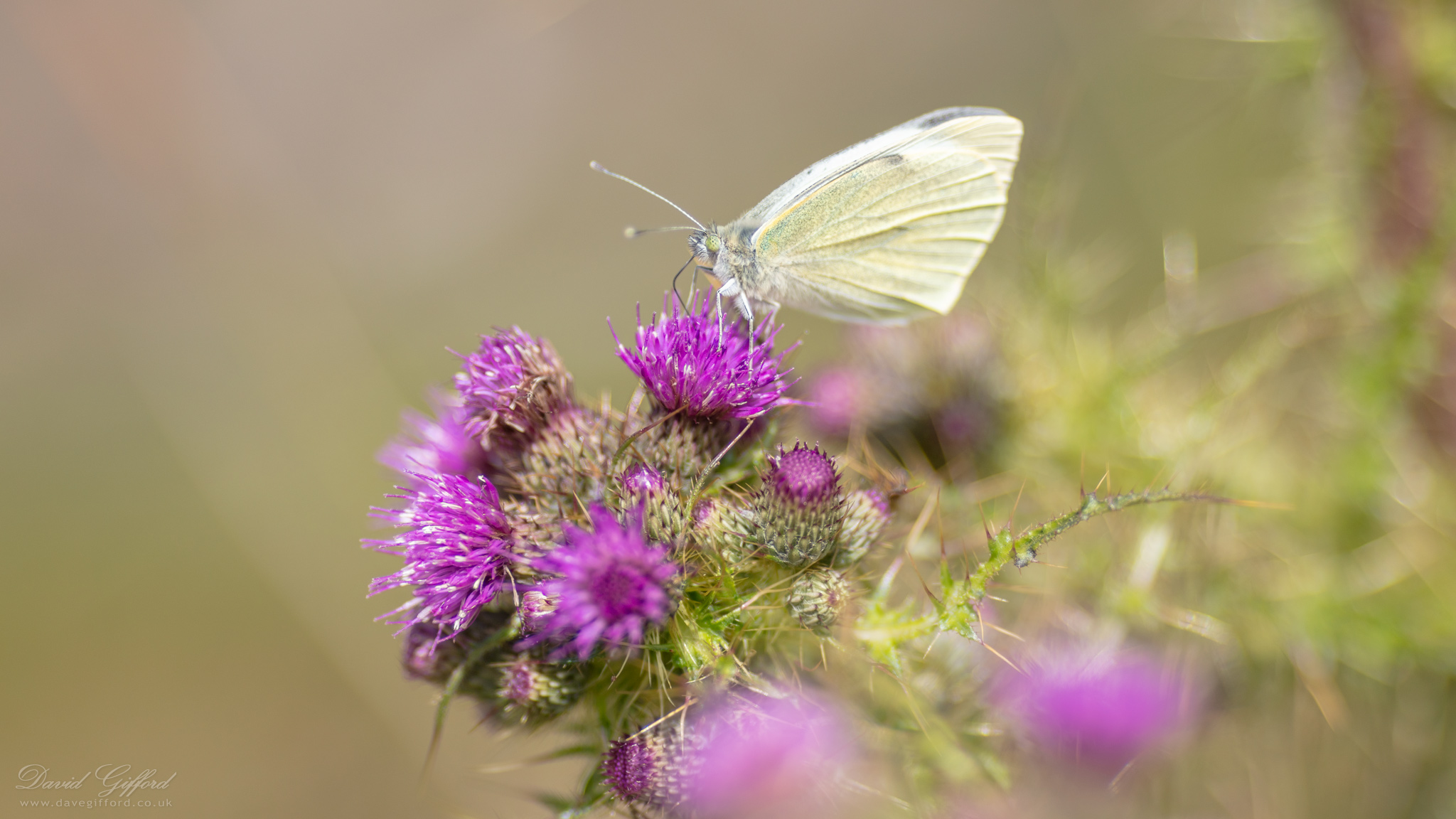 Photo: Large White Butterfly