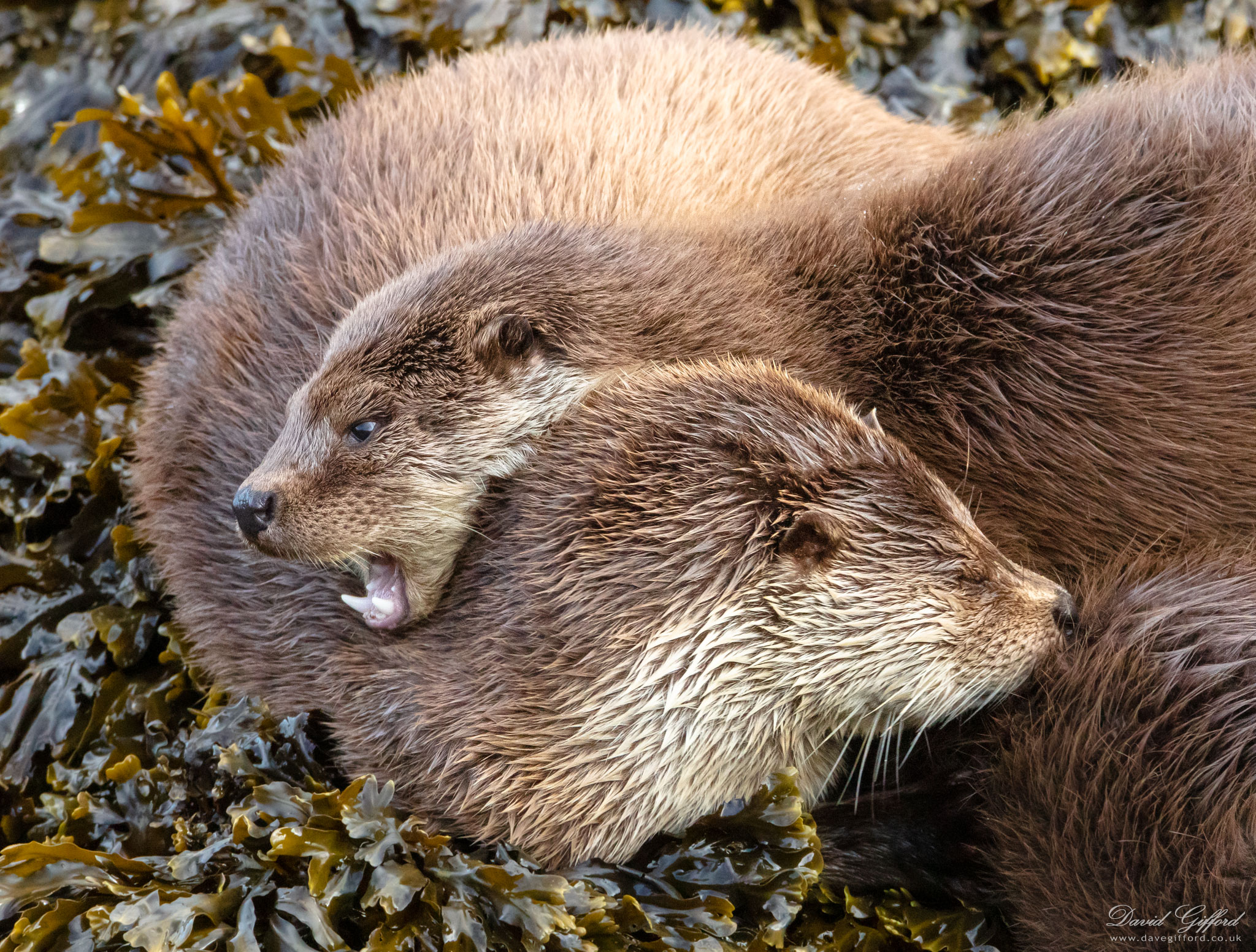 Photo: Otter Family II