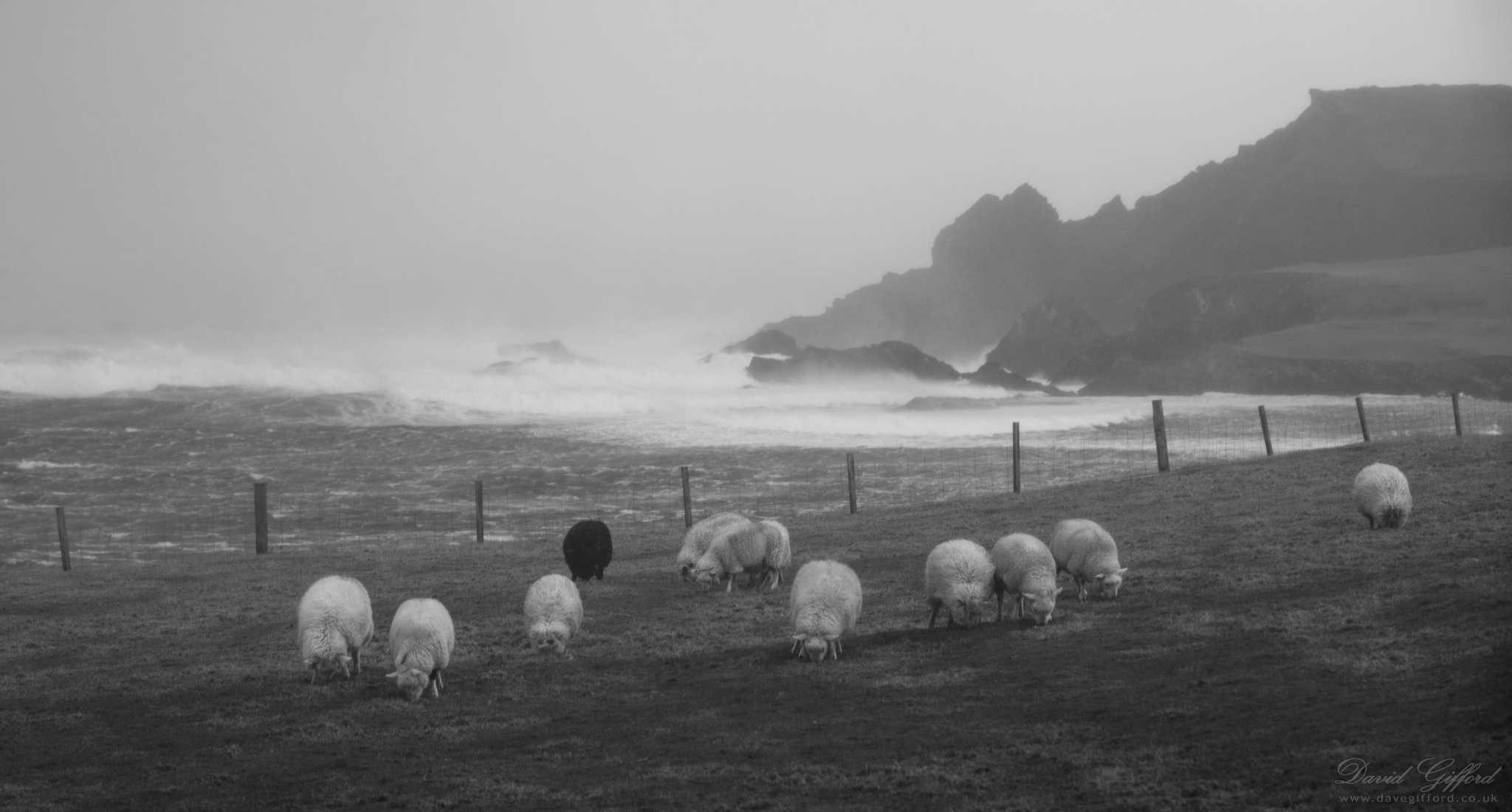 Photo: Ready Salted Sheep